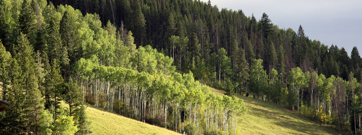 Beaver Creek Colorado Trees